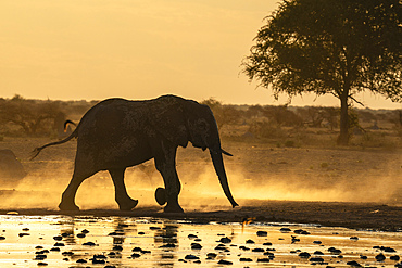African elephant (Loxodonta africana) at sunset, Nxai Pan National Park, Botswana, Africa