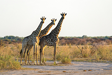 Giraffes (Giraffa camelopardalis), Nxai Pan National Park, Botswana, Africa