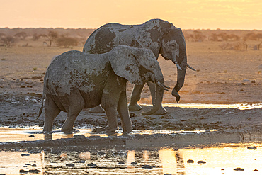 African elephant (Loxodonta africana) at sunset, Nxai Pan National Park, Botswana, Africa