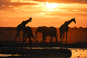 African elephant (Loxodonta africana) and giraffes (Giraffa camelopardalis) at sunset, Nxai Pan National Park, Botswana, Africa