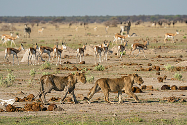 Alerted springboks (Antidorcas marsupialis) watching lion cubs (Panthera leo), Nxai Pan National Park, Botswana, Africa