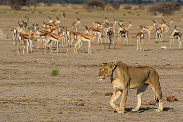 Alerted springboks (Antidorcas marsupialis) watching a lioness (Panthera leo) walking, Nxai Pan National Park, Botswana, Africa