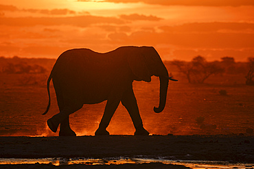 African elephant (Loxodonta africana) at sunset, Nxai Pan National Park, Botswana, Africa