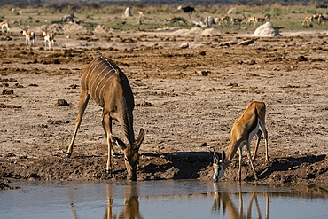 A female greater kudu (Tragelaphus strepsiceros) and springbok (Antidorcas marsupialis) drinking at a waterhole, Nxai Pan National Park, Botswana, Africa