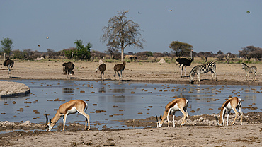 Ostriches (Struthio camelus), plains zebras (Equus quagga) and springboks (Antidorcas marsupialis) at a waterhole, Nxai Pan National Park, Botswana, Africa