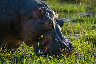 Hippopotamus (Hippopotamus amphibius), Okavango Delta, Botswana, Africa