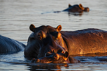 Hippopotamus (Hippopotamus amphibius) in the river Khwai, Okavango Delta, Botswana, Africa