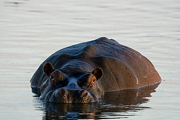 Hippopotamus (Hippopotamus amphibius) in the river Khwai, Okavango Delta, Botswana, Africa