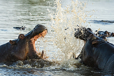 Hippopotamuses (Hippopotamus amphibius) in the river Khwai, Okavango Delta, Botswana, Africa