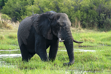 African elephant (Loxodonta africana), Khwai, Okavango Delta, Botswana, Africa