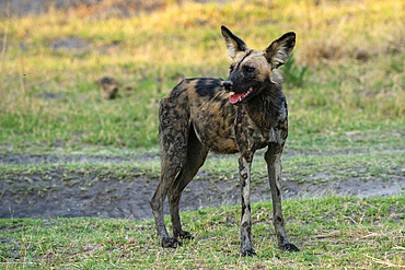 African wild dog (Lycaon pictus), Khwai, Okavango Delta, Botswana, Africa