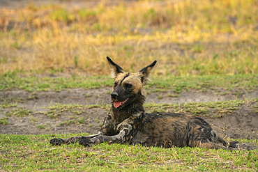 African wild dog (Lycaon pictus), Khwai, Okavango Delta, Botswana, Africa