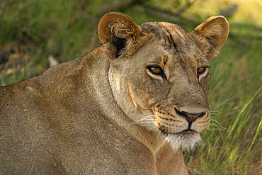 Lioness (Panthera leo), Khwai, Okavango Delta, Botswana, Africa