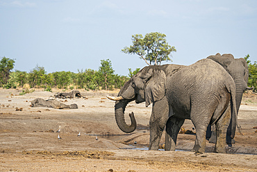 Two African elephants (Loxodonta africana) drinking at a waterhole with two elephant carcasses that have died due to drought, Savuti, Chobe National Park, Botswana, Africa