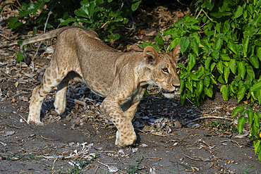 Lion cub (Panthera leo), Savuti, Chobe National Park, Botswana, Africa