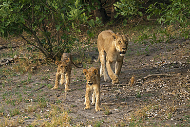 Lioness (Panthera leo) walking with its cubs, Savuti, Chobe National Park, Botswana, Africa