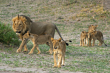 A male lion (Panthera leo) with its cubs, Savuti, Chobe National Park, Botswana, Africa