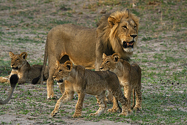 Lion pride (Panthera leo), Savuti, Chobe National Park, Botswana, Africa