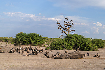White-backed vultures (Gyps africanus) and a Black-backed jackal (Canis mesomelas) feed on an African elephant (Loxodonta africana), Savuti, Chobe National Park, Botswana, Africa