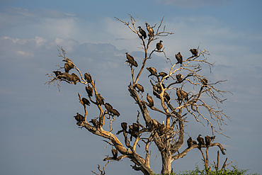 White-backed vultures (Gyps africanus) perching on a tree top, Savuti, Chobe National Park, Botswana, Africa