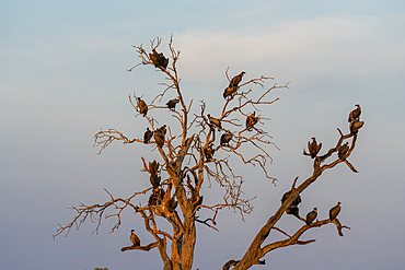 White-backed vultures (Gyps africanus) perching on a tree top, Savuti, Chobe National Park, Botswana, Africa