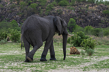 An African elephant (Loxodonta africana) chases away a lion (Panthera leo) resting along its path, Savuti, Chobe National Park, Botswana, Africa