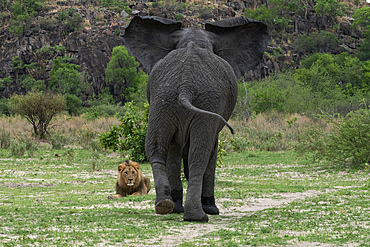 An African elephant (Loxodonta africana) chases away a lion (Panthera leo) resting along its path, Savuti, Chobe National Park, Botswana, Africa