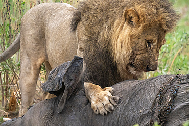 A male lion (Panthera leo) feeds on an African elephant (Loxodonta africana), Savuti, Chobe National Park, Botswana, Africa