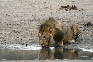 Lion (Panthera leo) drinking at a waterhole, Savuti, Chobe National Park, Botswana, Africa