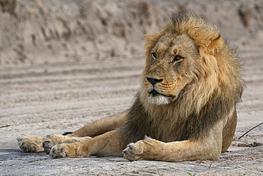 Lion (Panthera leo) resting, Savuti, Chobe National Park, Botswana, Africa