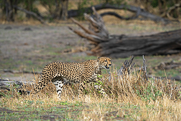 Cheetah (Acynonix jubatus) walking, Savuti, Chobe National Park, Botswana, Africa