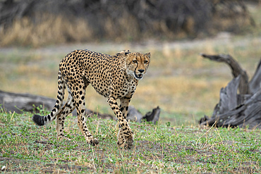 Cheetah (Acynonix jubatus) walking, Savuti, Chobe National Park, Botswana, Africa