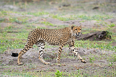 Cheetah (Acynonix jubatus) walking, Savuti, Chobe National Park, Botswana, Africa