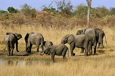 African elephant drinking at waterhole, Hwange National Park, Zimbabwe, Africa