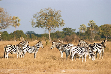 Zebras, Hwange National Park, Zimbabwe, Africa