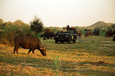 African buffalo (Cyncerus caffer), Mala Mala Game Reserve, Sabi Sand Park, South Africa, Africa