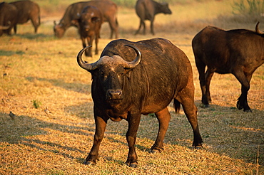 African buffalo (Cyncerus caffer), Mala Mala Game Reserve, Sabi Sand Park, South Africa, Africa