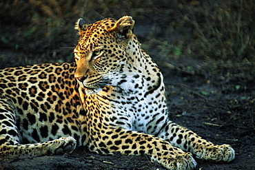 Leopard (Panthera pardus), Mala Mala Game Reserve, Sabi Sand Park, South Africa, Africa