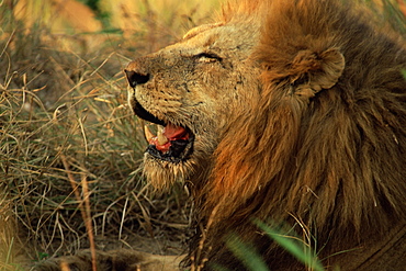 Close-up of a male lion (Panthera leo), Mala Mala Game Reserve, Sabi Sand Park, South Africa, Africa