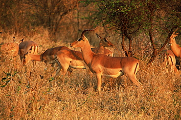 Impala (Aepyceros melampus), Mala Mala Game Reserve, Sabi Sand Park, South Africa, Africa