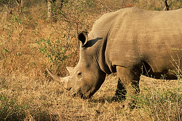 White rhinoceros (Ceratotherium simum), Mala Mala Game Reserve, Sabi Sand Park, South Africa, Africa