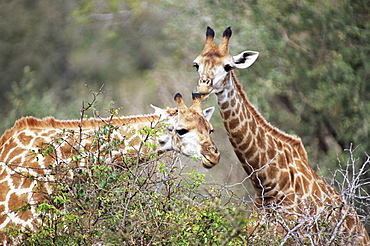 Giraffe (Giraffe camelopardalis), Mala Mala Game Reserve, Sabi Sand Park, South Africa, Africa