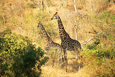 Giraffe (Giraffe camelopardalis), Mala Mala Game Reserve, Sabi Sand Park, South Africa, Africa