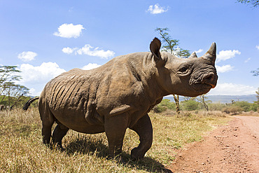 Rhino, Lewa Wildlife Conservancy, Laikipia, Kenya, East Africa, Africa