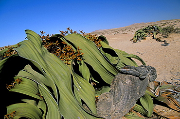 Welwitschia (Welwitschia mirabilis), Namib Desert, Namibia, Africa