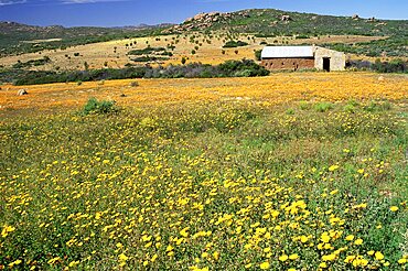 Spring flower carpet, Namaqua National Park, South Africa, Africa