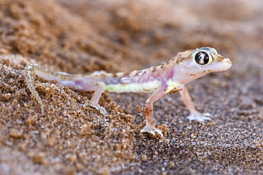 Webfooted gecko (Palmatogecko rangei), Namib Desert, Namibia, Africa