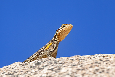 Namibian rock agama (Agama planiceps), Damaraland, Namibia, Africa