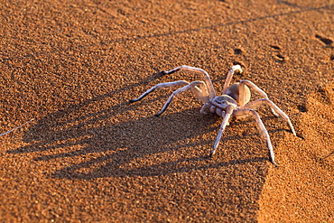 Dancing white lady spider (Leucorchestris arenicola), Namib Desert, Namibia, Africa