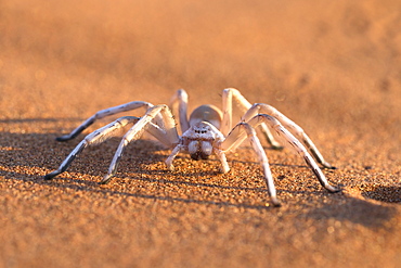 Dancing white lady spider (Leucorchestris arenicola), Namib Desert, Namibia, Africa